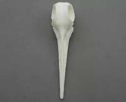 Woodcock 3.jpg