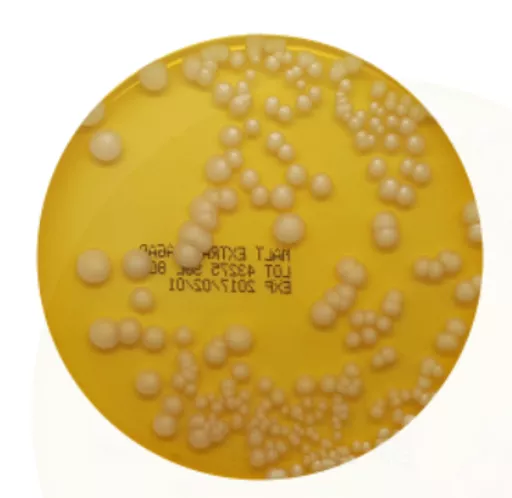 16516539943f8931d4b45b9a2cc921fed59418f517.PNG?