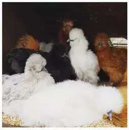 Silkies.jpg