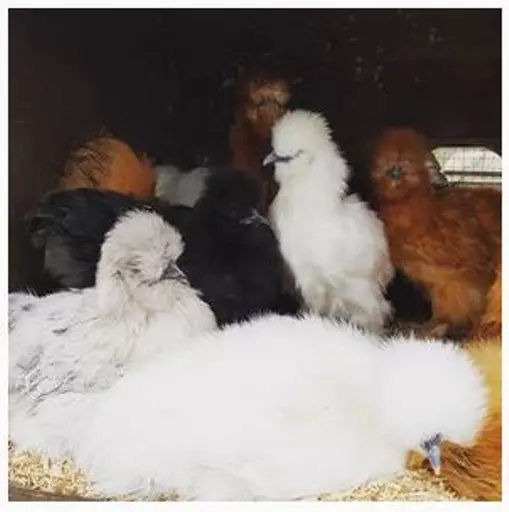 Silkies.jpg