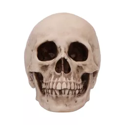 Human Skull 16cm (4).jpg
