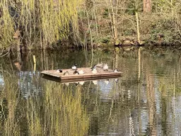 Floating Duck Platform with ducks on