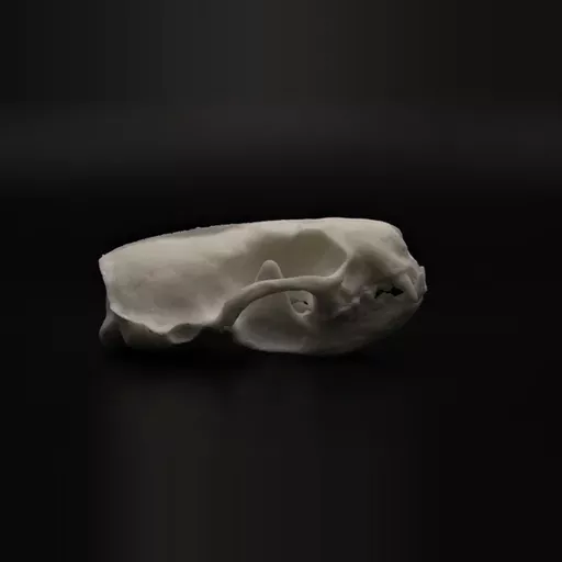 Replica Minx Skull