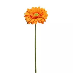 Orange Gerbara.jpg