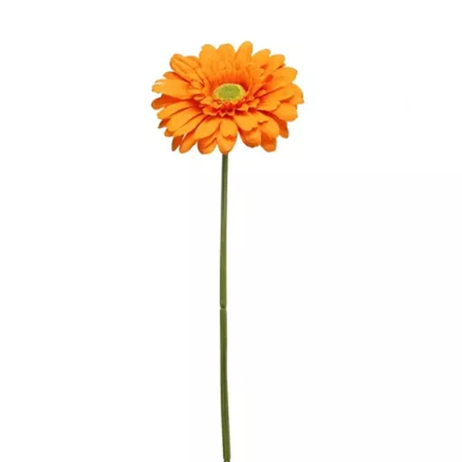 Orange Gerbera