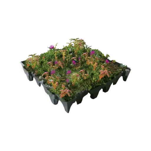 grufekit-sedum-wildflower-tray.jpg