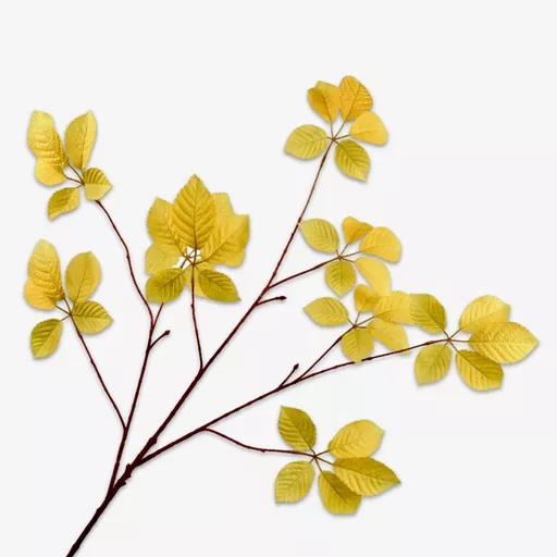 Hornbeam - Yellow