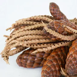 Tika Twigs with Pods 2.jpg