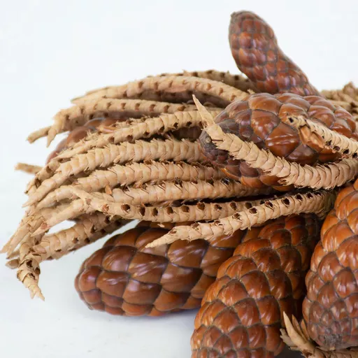 Tika Twigs with Pods 2.jpg