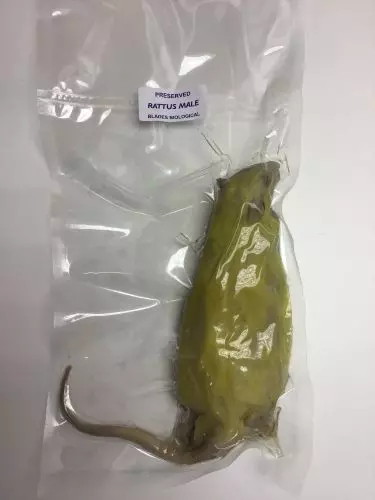 Preserved Rat (Carosafe)