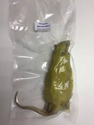 Preserved Rat (Carosafe)