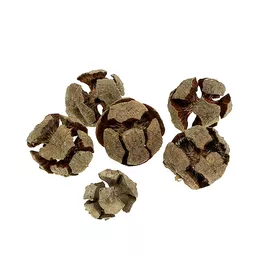 Cypress Cones 1.jpg