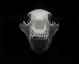 Bear 3.jpg