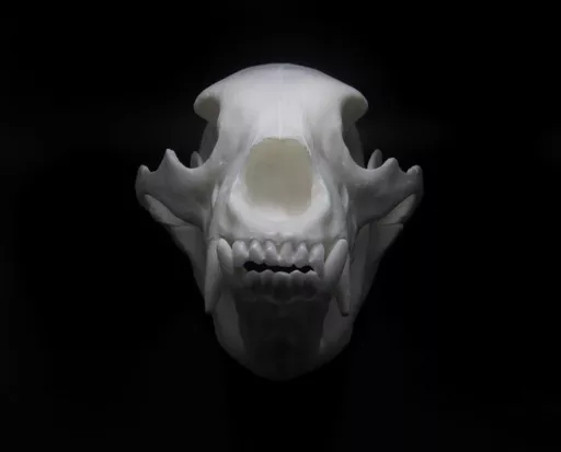 Bear 3.jpg