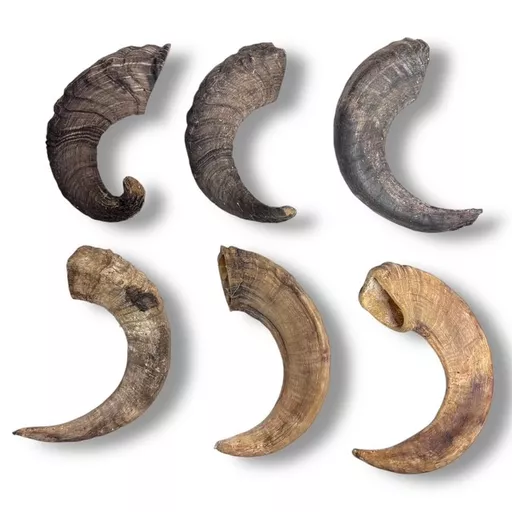 Individual Rams Horns