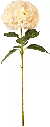 IT393777.jpg