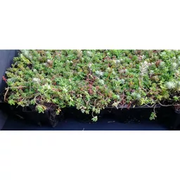 Mr Green Roof Sedum Trays Side View.jpg