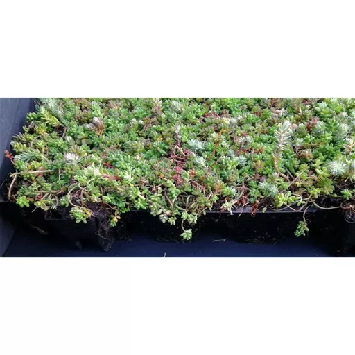Mr Green Roof Sedum Trays Side View.jpg
