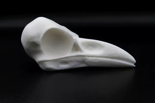 Crow Skull 1.jpg