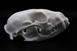 Raccoon 1.jpg