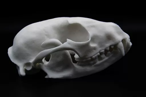 Raccoon 1.jpg