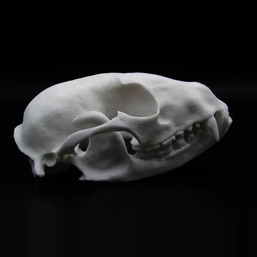 Replica Raccoon Skull
