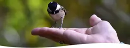 Coal-Tit_eating_Johnston_and_jeff_selected_wild_bird_food