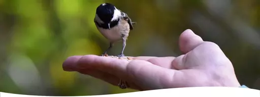 Coal-Tit_eating_Johnston_and_jeff_selected_wild_bird_food