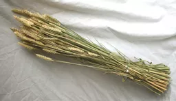 bh_442_wheat_750.jpg
