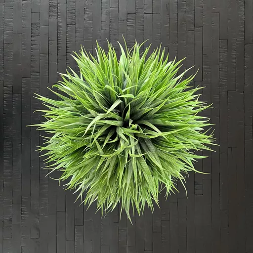 Green Spiky Grass In Matt Black Stone Pot