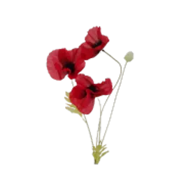 Red poppies.webp