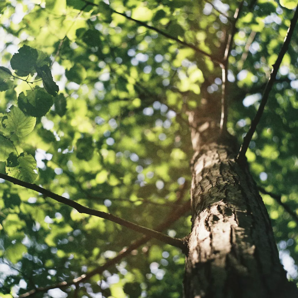 When Is the Best Time to Prune Trees in the UK?
