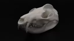 Opossum 2.jpg