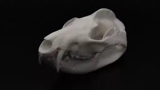 Opossum 2.jpg
