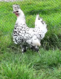 Appenzeller white.jpg