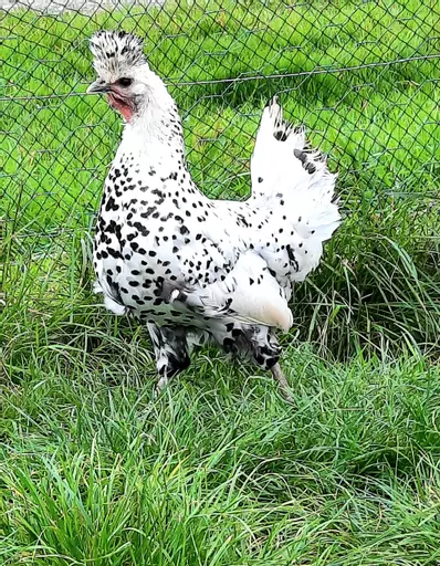 Appenzeller white.jpg