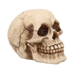 Small Human Skull 1.jpg