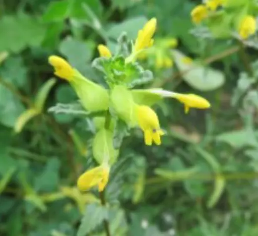 Yellow_Rattle.jpg