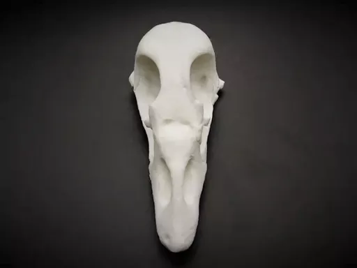 Goose 4.jpg