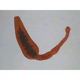 FINHC1006431.png