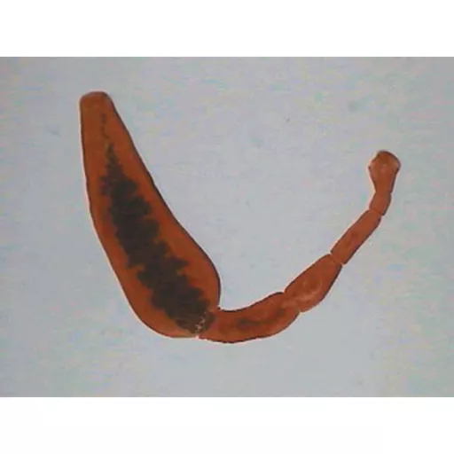 Prepared Microscope Slide - Tapeworm (Echinococcus granulosus) W.M.