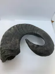 Horn 4.jpg