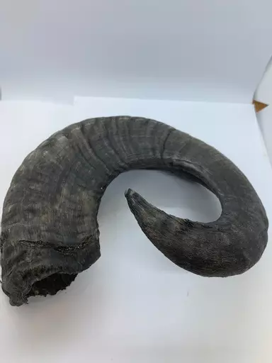Horn 4.jpg