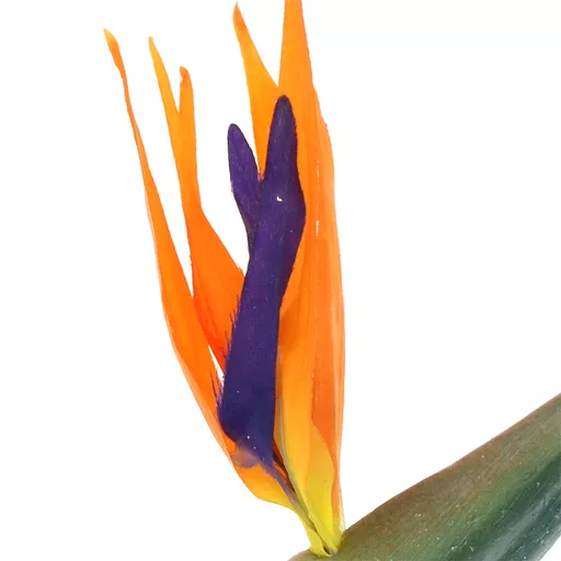 Bird of Paradise 2.jpg