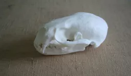 Otter Skull 1.jpg