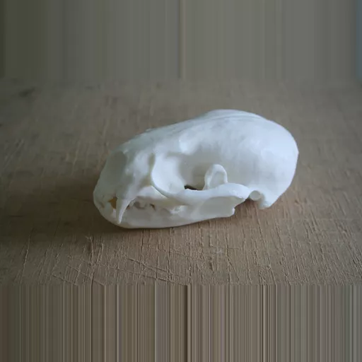 Replica Otter Skull