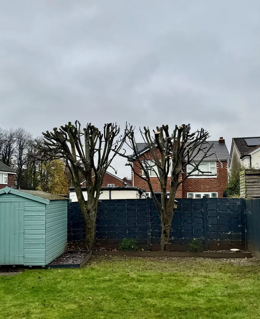 Understanding French Pollards: A Specialist Approach to Tree Management