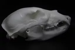 Bear.jpg