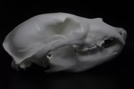 Bear.jpg