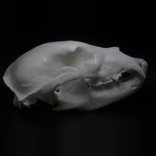 Replica Black Bear Skull